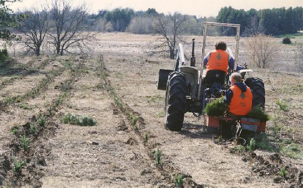 Tractor Planting