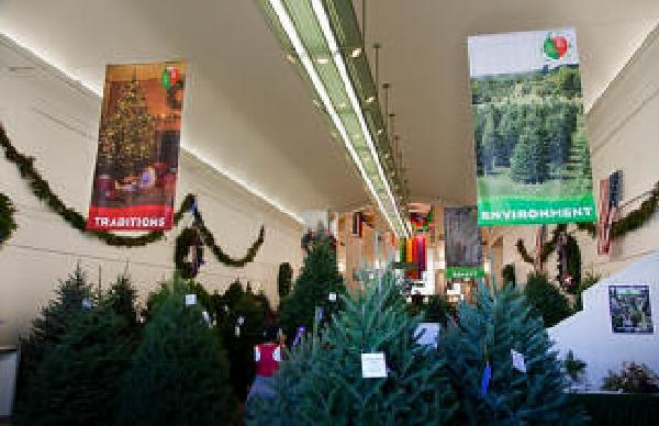 Award Winning Trees and Wreaths