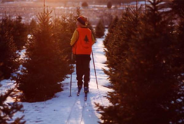 Skier at sunset