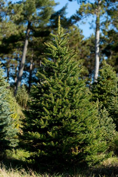 Colorado Blue Spruce