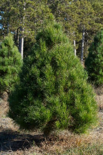 Red Pine