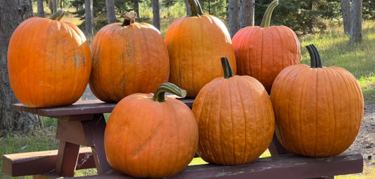 hansen_treefarm_slider11