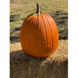 1 Jumbo or 1 regular size $10