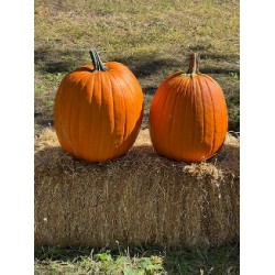 2 Pumpkins  $15