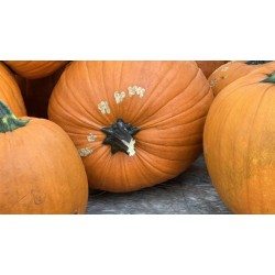 Mouse Kissed Pumpkins $3 each